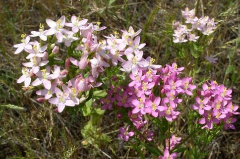 Goldenger per rifiutare l'alcol